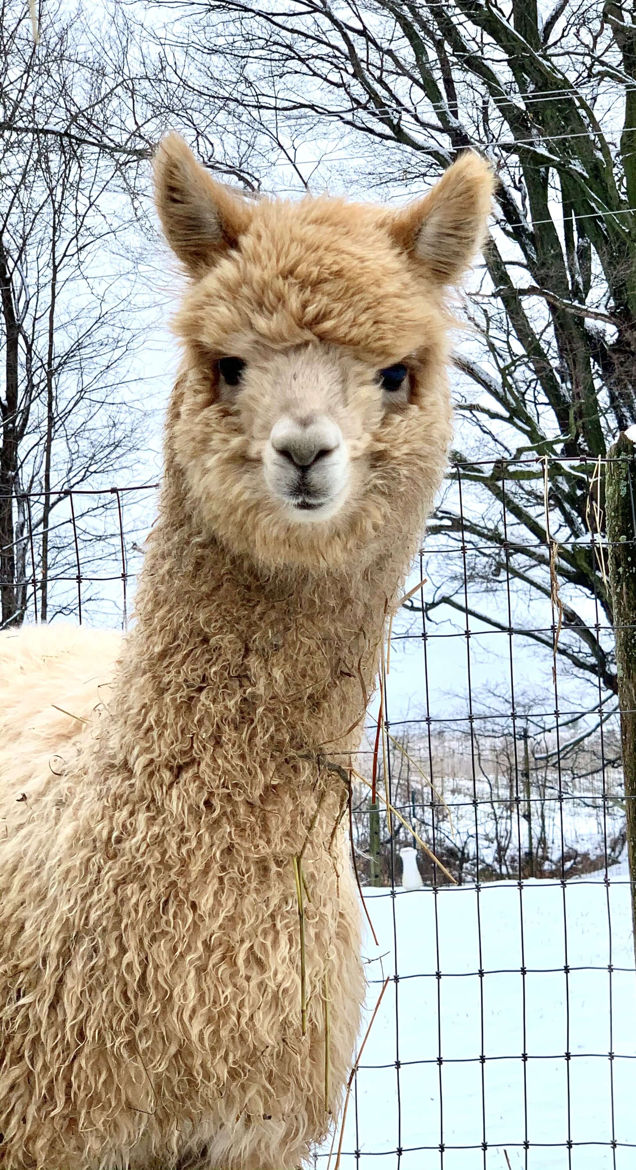 Alpaca standing in a snowy landscape with trees and a fence.
