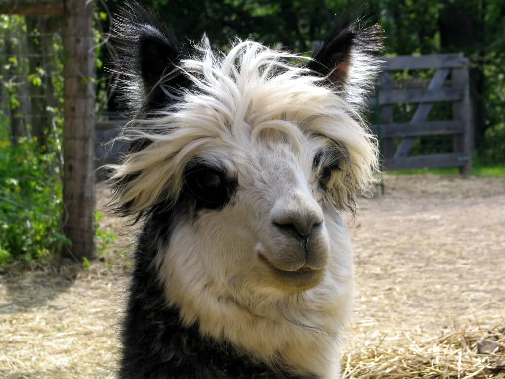Grey tuxedo alpaca face