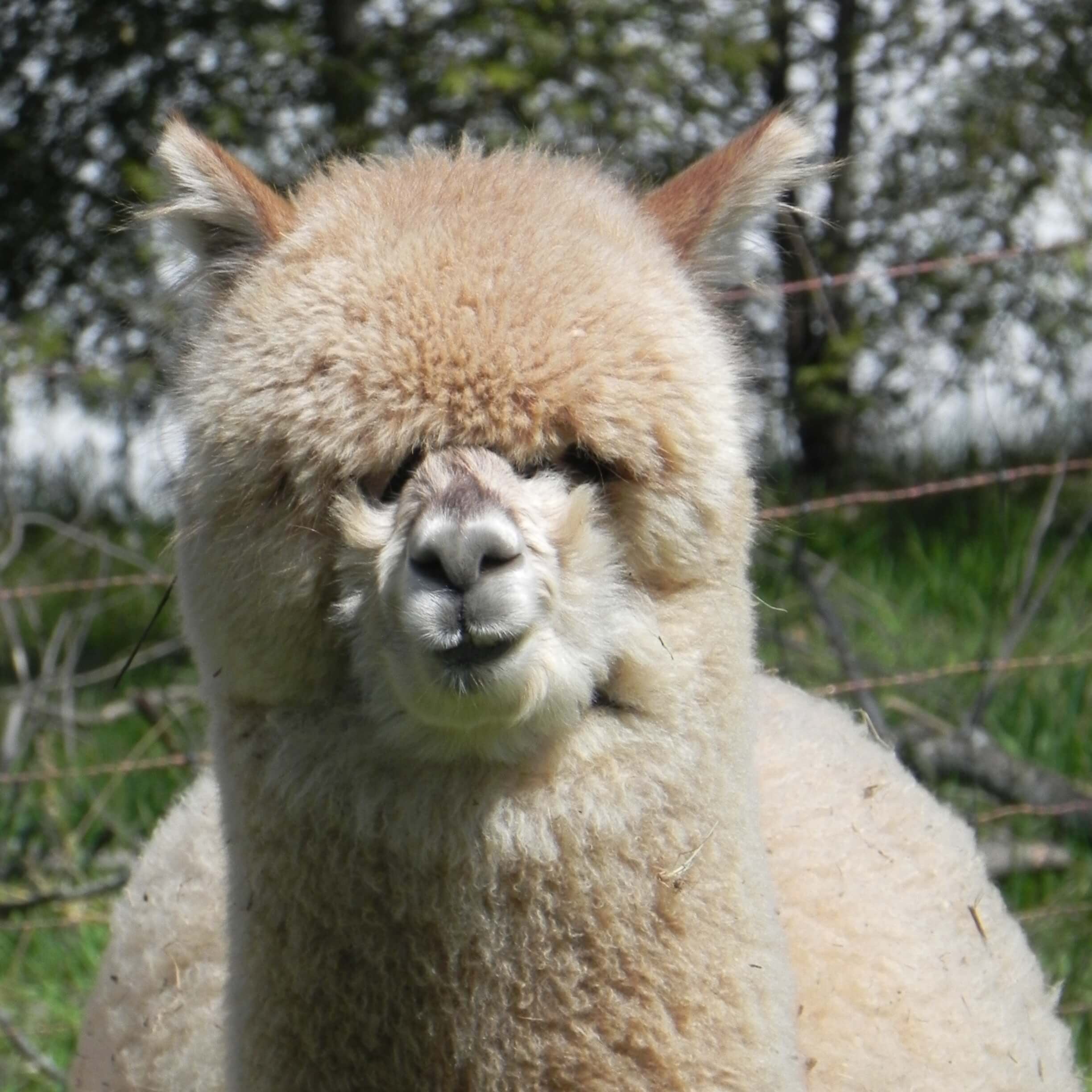 Close-up of a fluffy beige alpaca with a blurred natural background