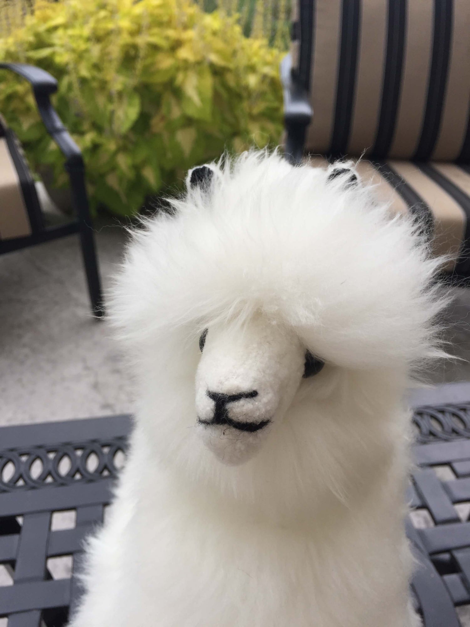White fur alpaca face with an outdoor patio background.