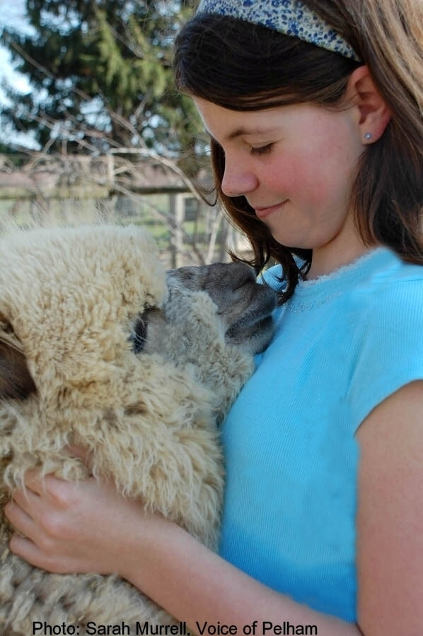 Woman in a blue shirt holding an alpaca, with trees in the background