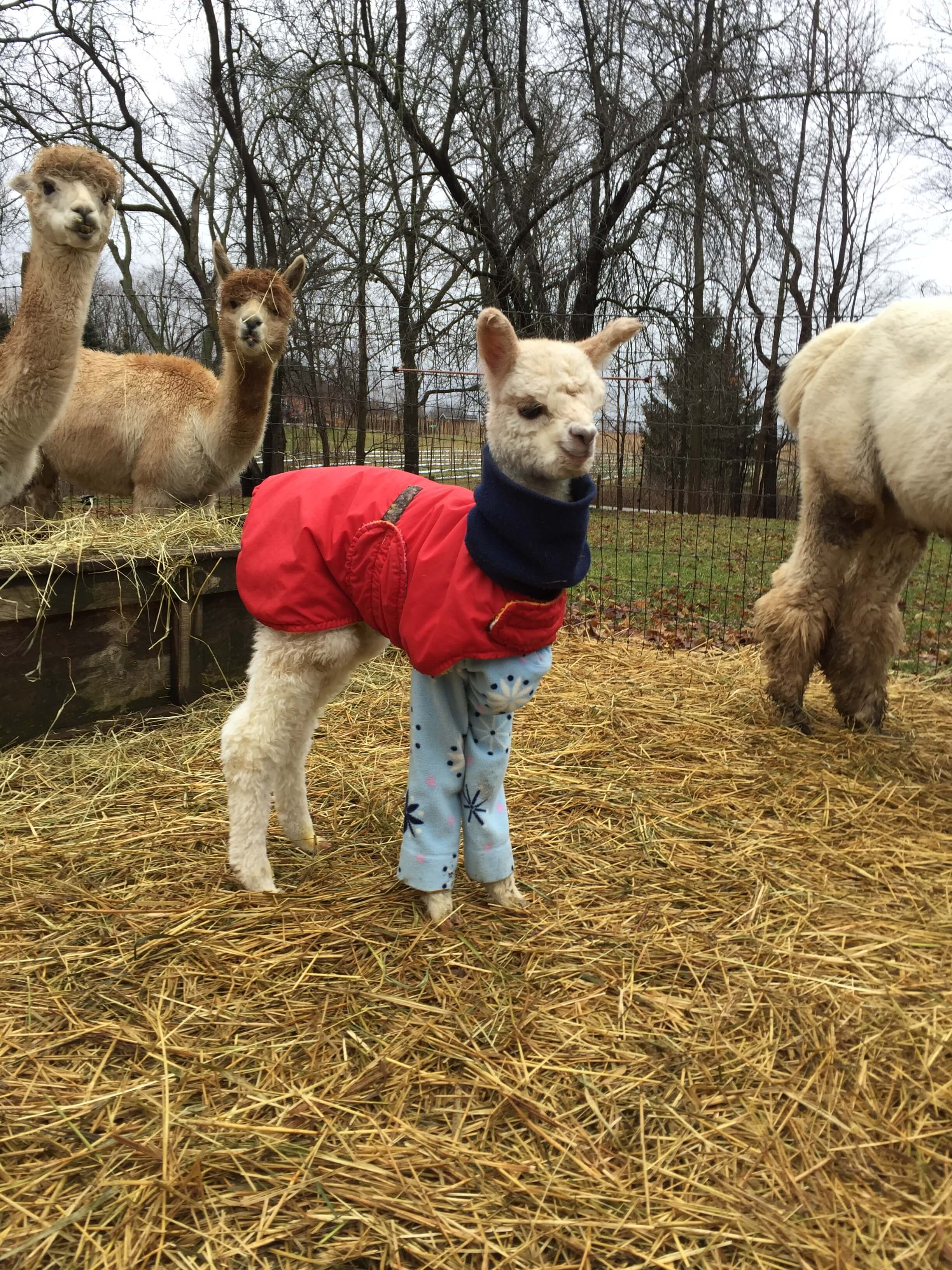 Alpaca wearing a red jacket and patterned pants standing on hay with other alpacas in the background.