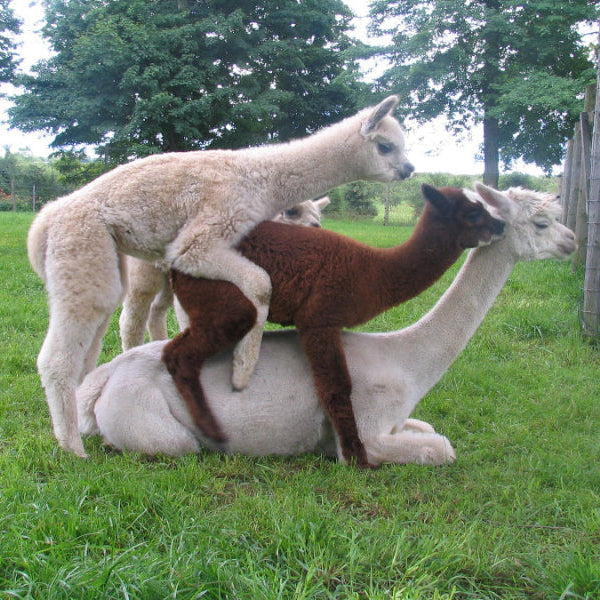 Baby alpacas piling on mom