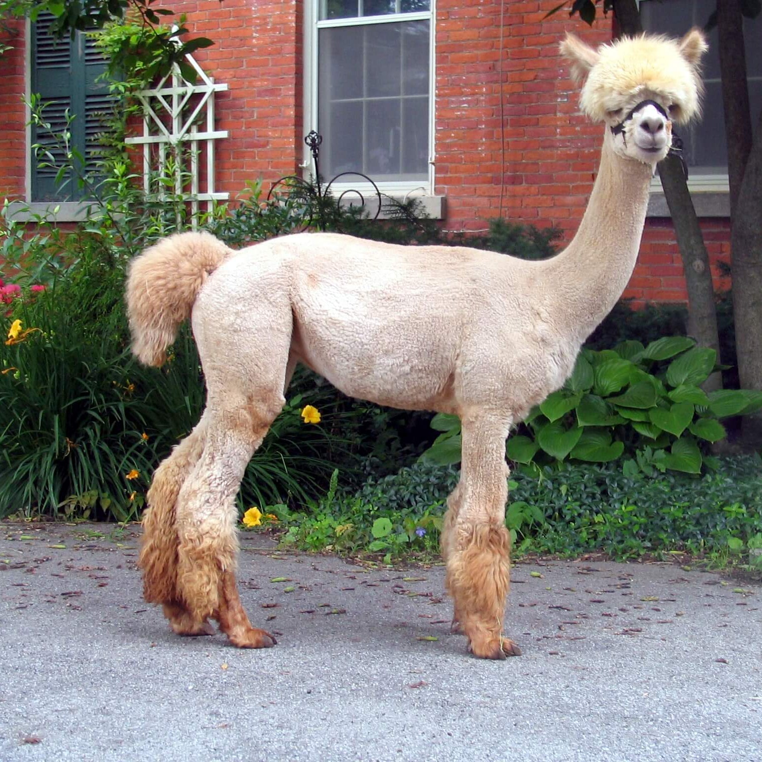 Alpaca standing on a paved path with a brick building and garden in the background