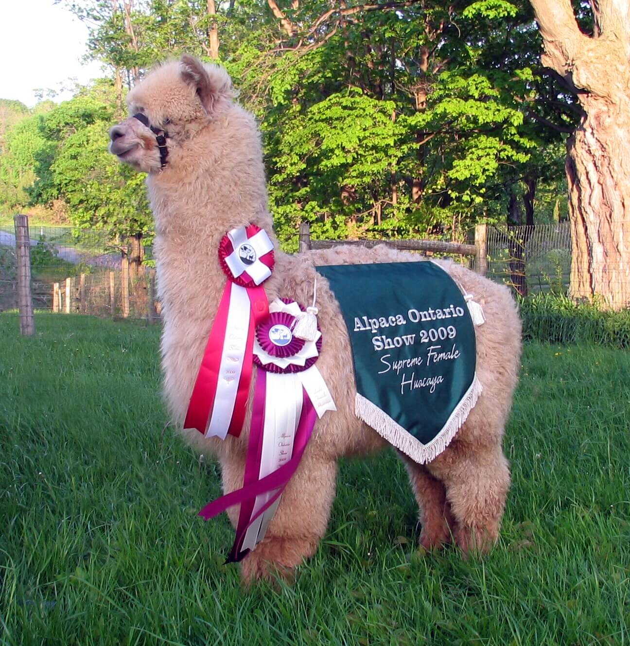 Supreme Champion alpaca with ribbons standing in field with trees