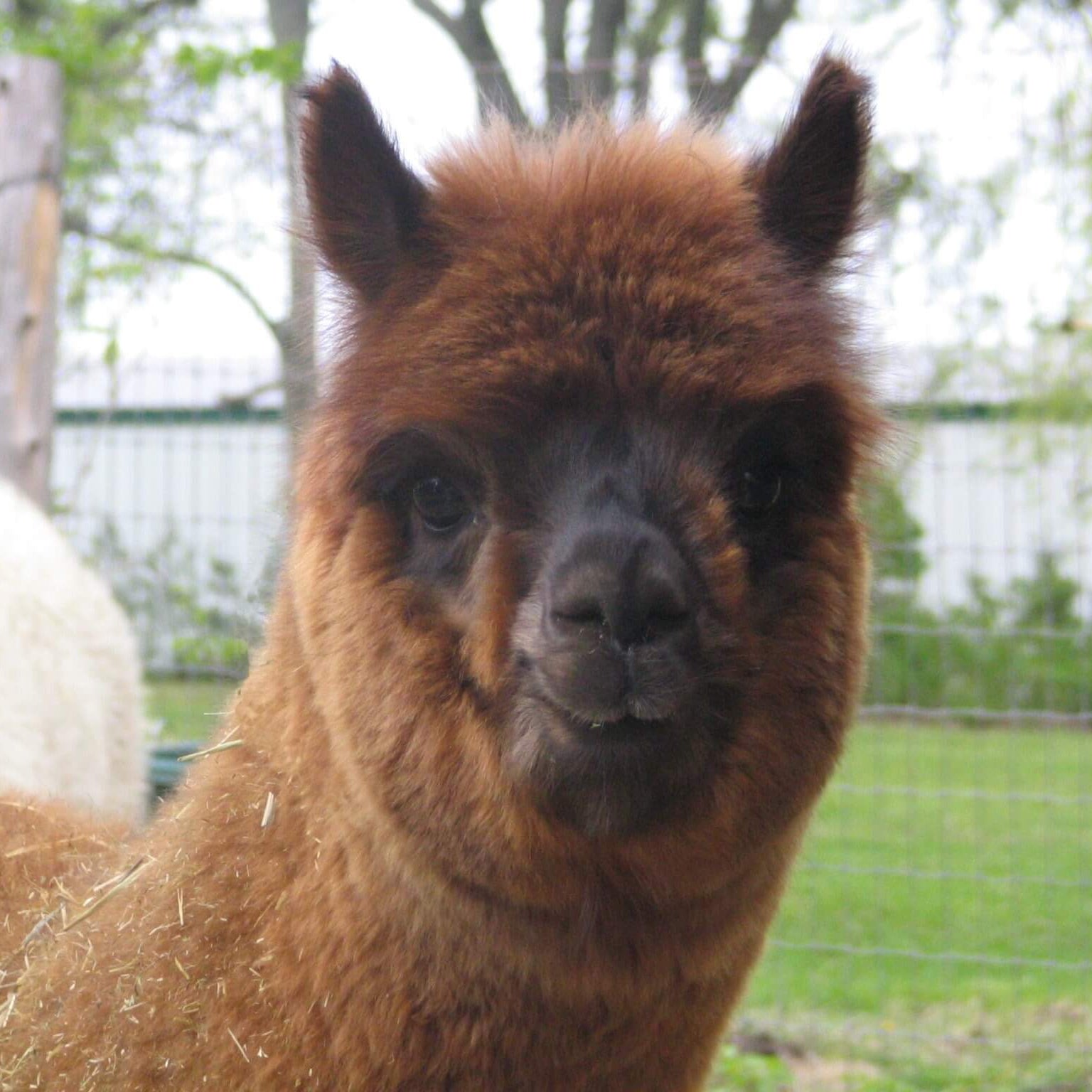Close-up of a brown alpaca in an outdoor setting with greenery.