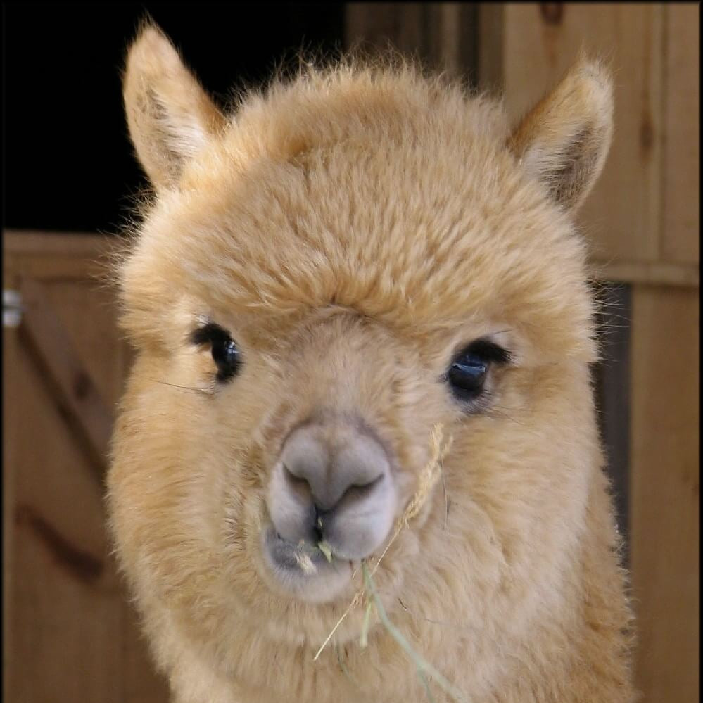 Close-up of a beige alpaca eating hay with a blurred background