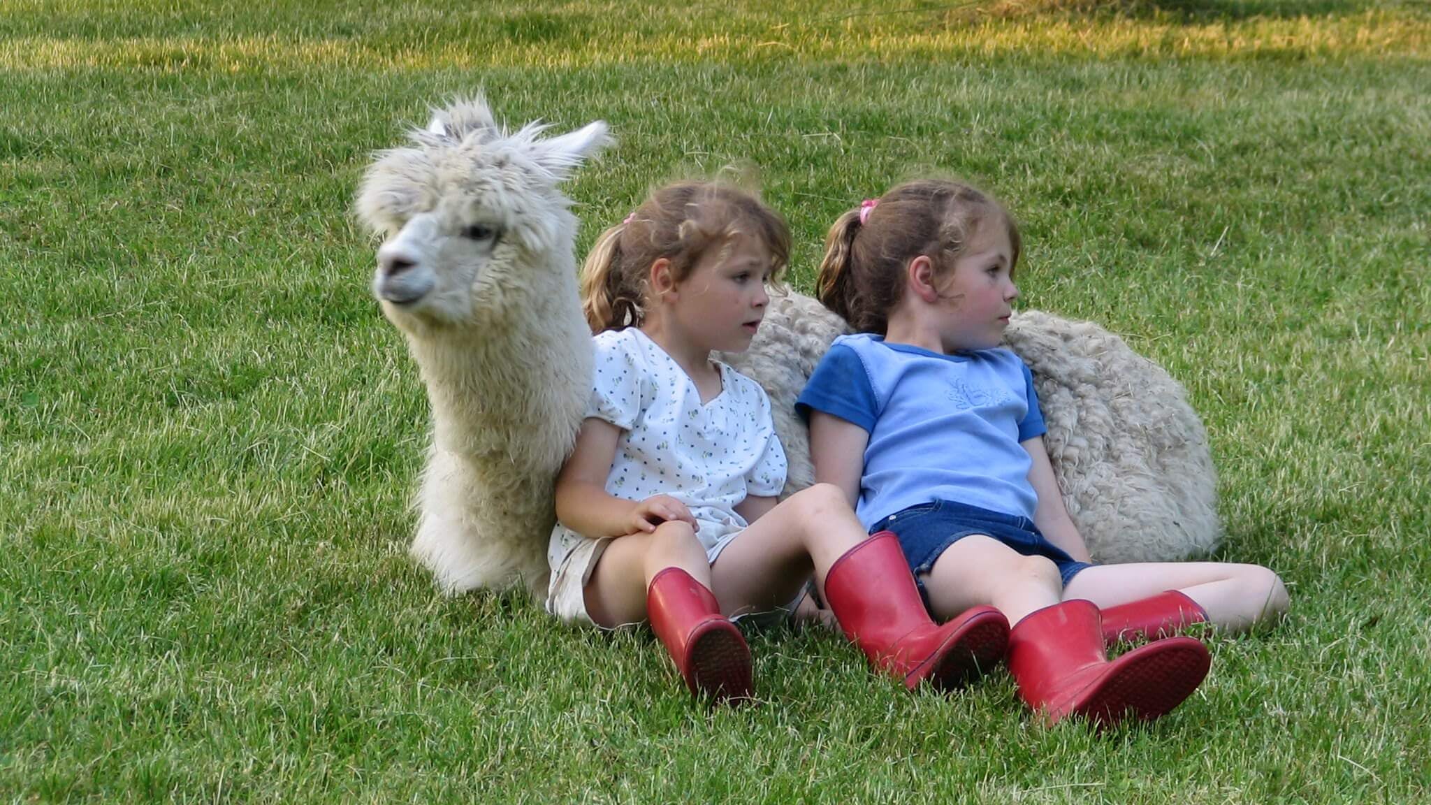 Kids sitting with cushed alpaca in field