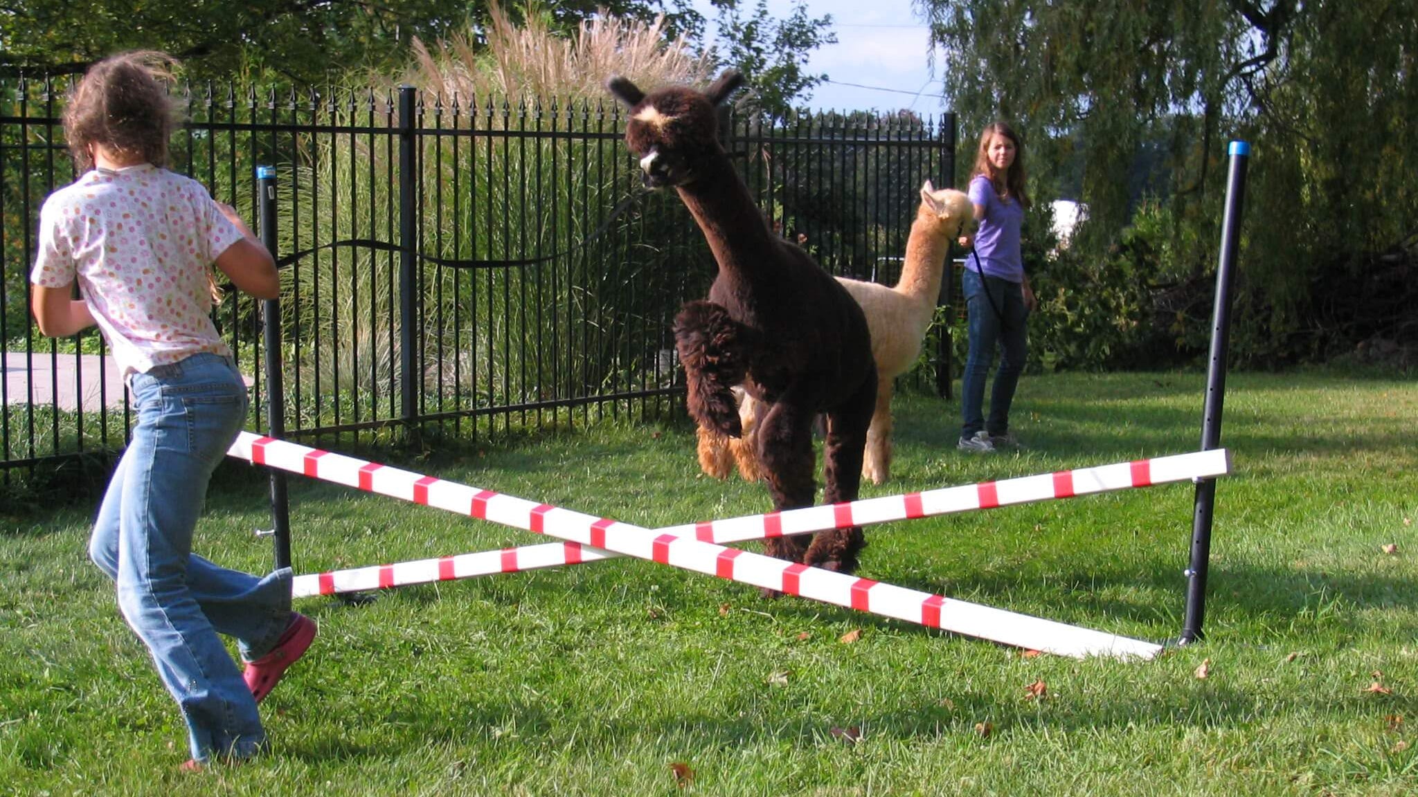Alpacas jumping over obstacles