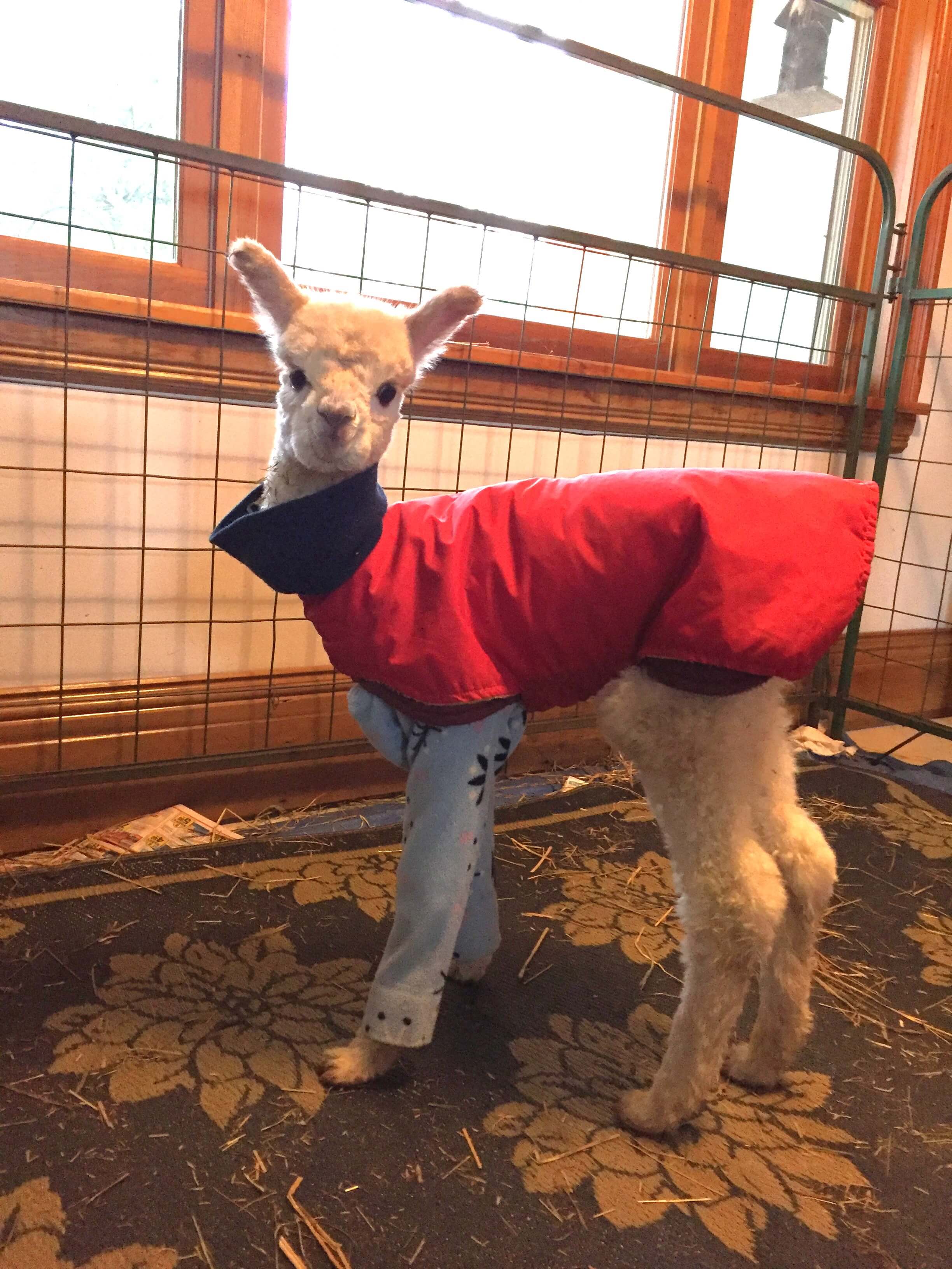 Baby alpaca wearing a red coat standing on a carpeted floor.