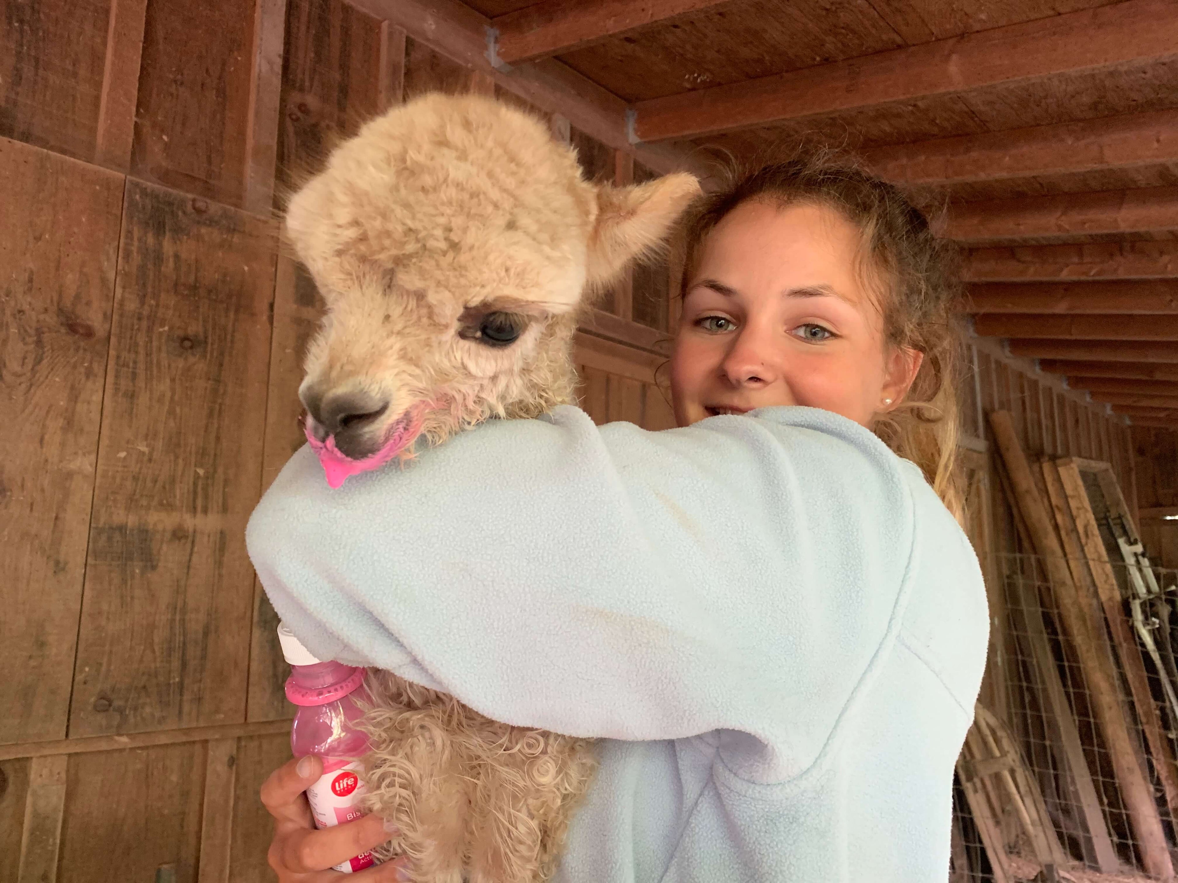 Woman holding a baby alpaca in a wooden enclosure