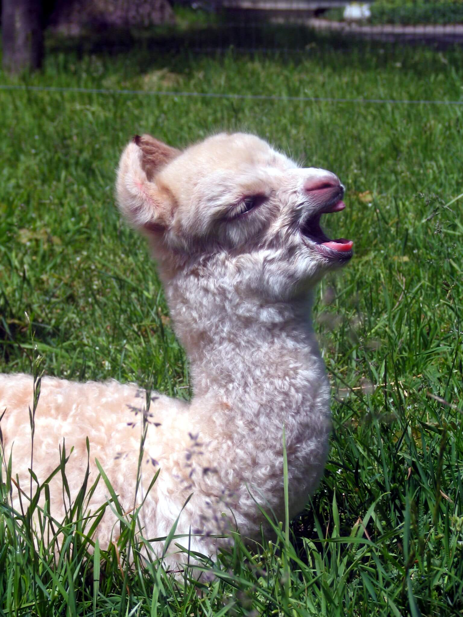Alpaca yawning in a grassy field