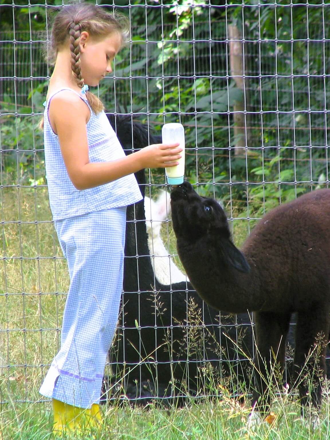 Girl feeding a black alpaca from a bottle through a wire fence.