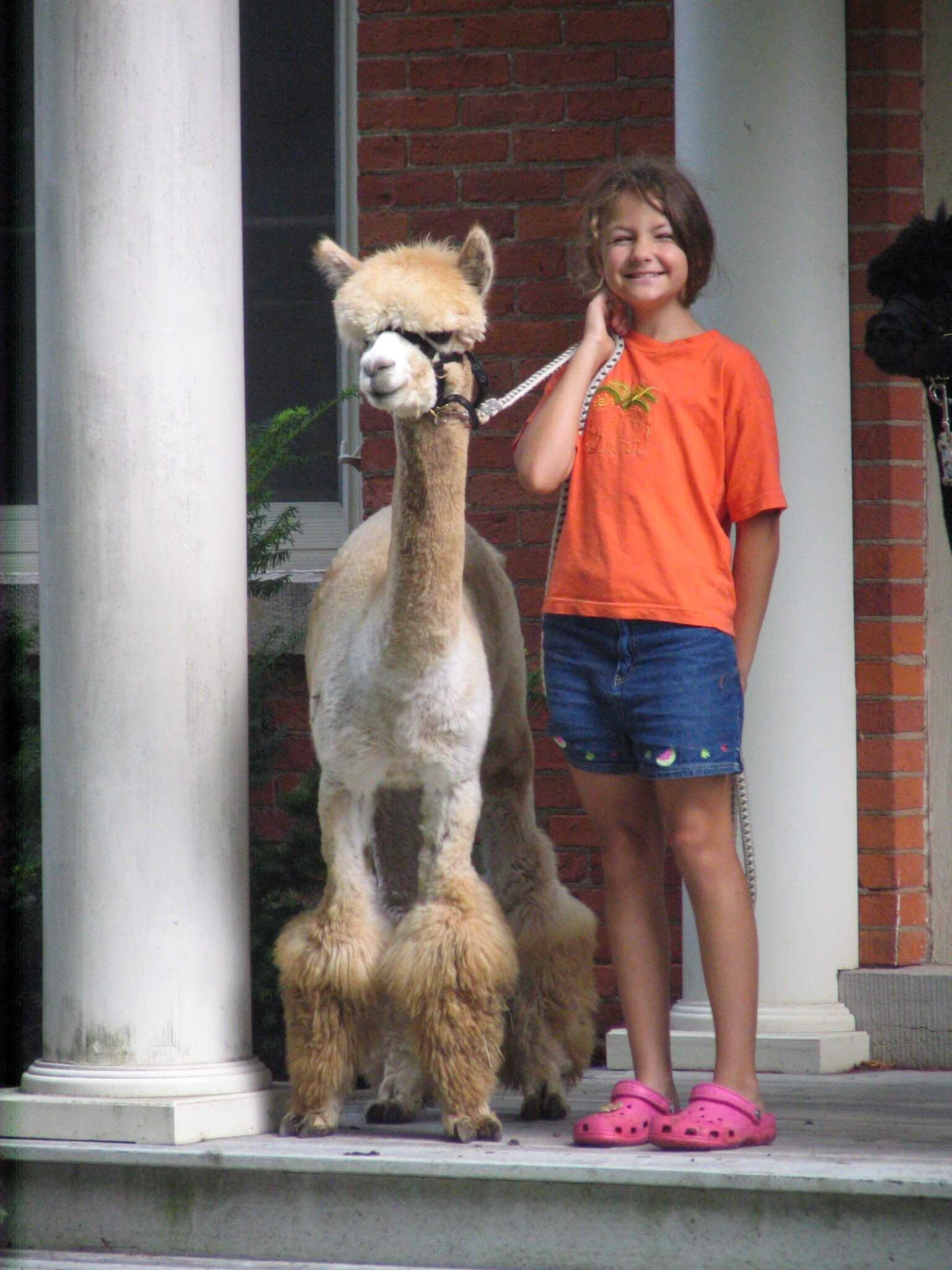Girl standing next to an alpaca on a porch
