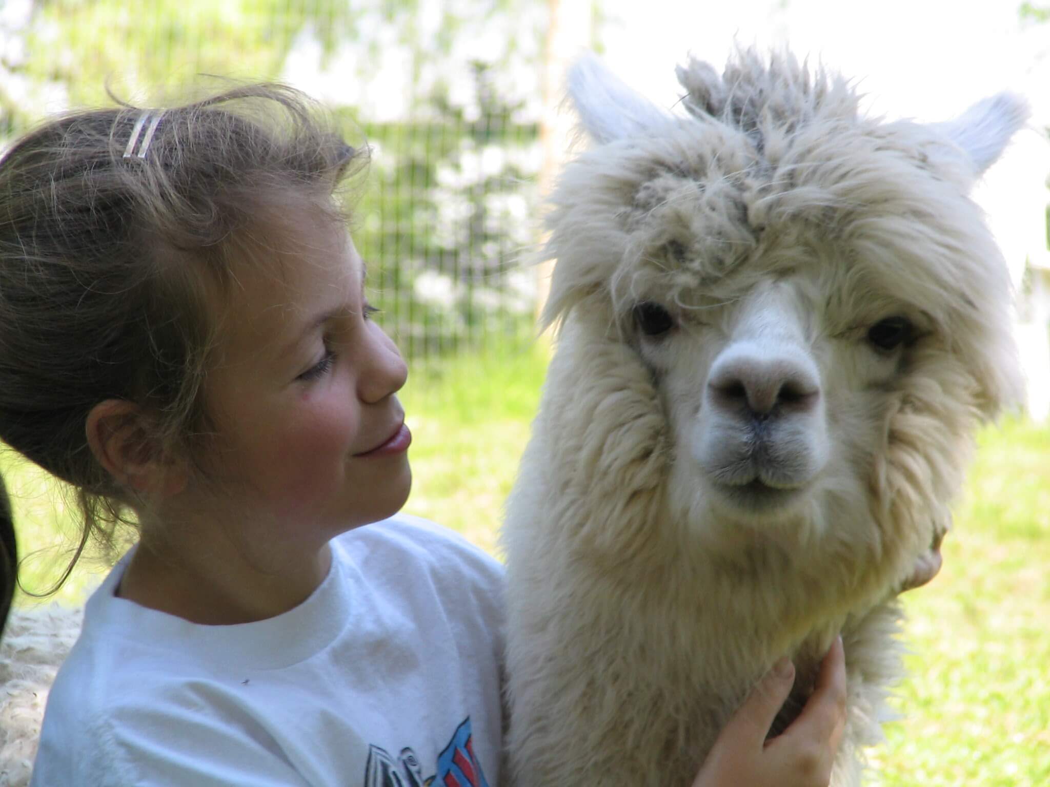 Young girl petting a fluffy white alpaca outdoors
