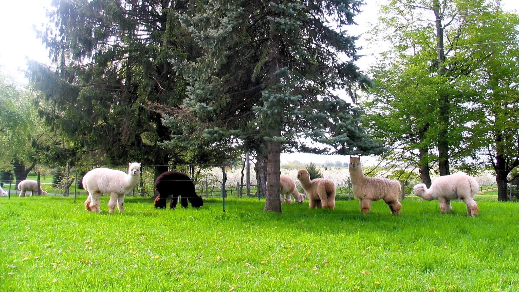 Alpacas grazing on a grassy field with trees in the background