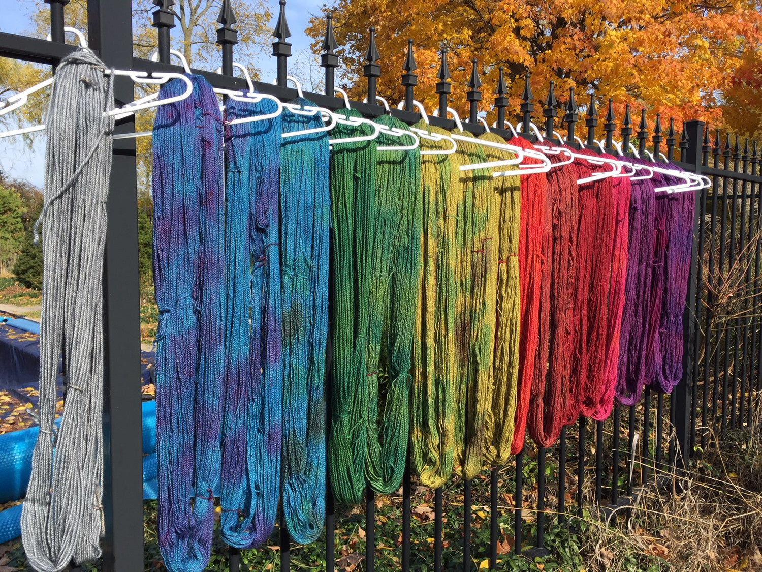 Colourful alpaca yarn skeins hanging on a fence with autumn leaves in the background
