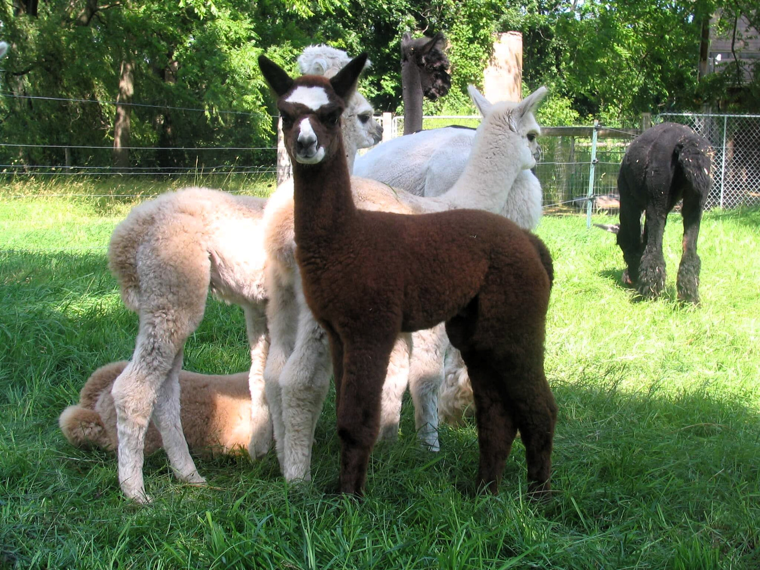 Baby alpacas standing on a grassy field with trees in the background
