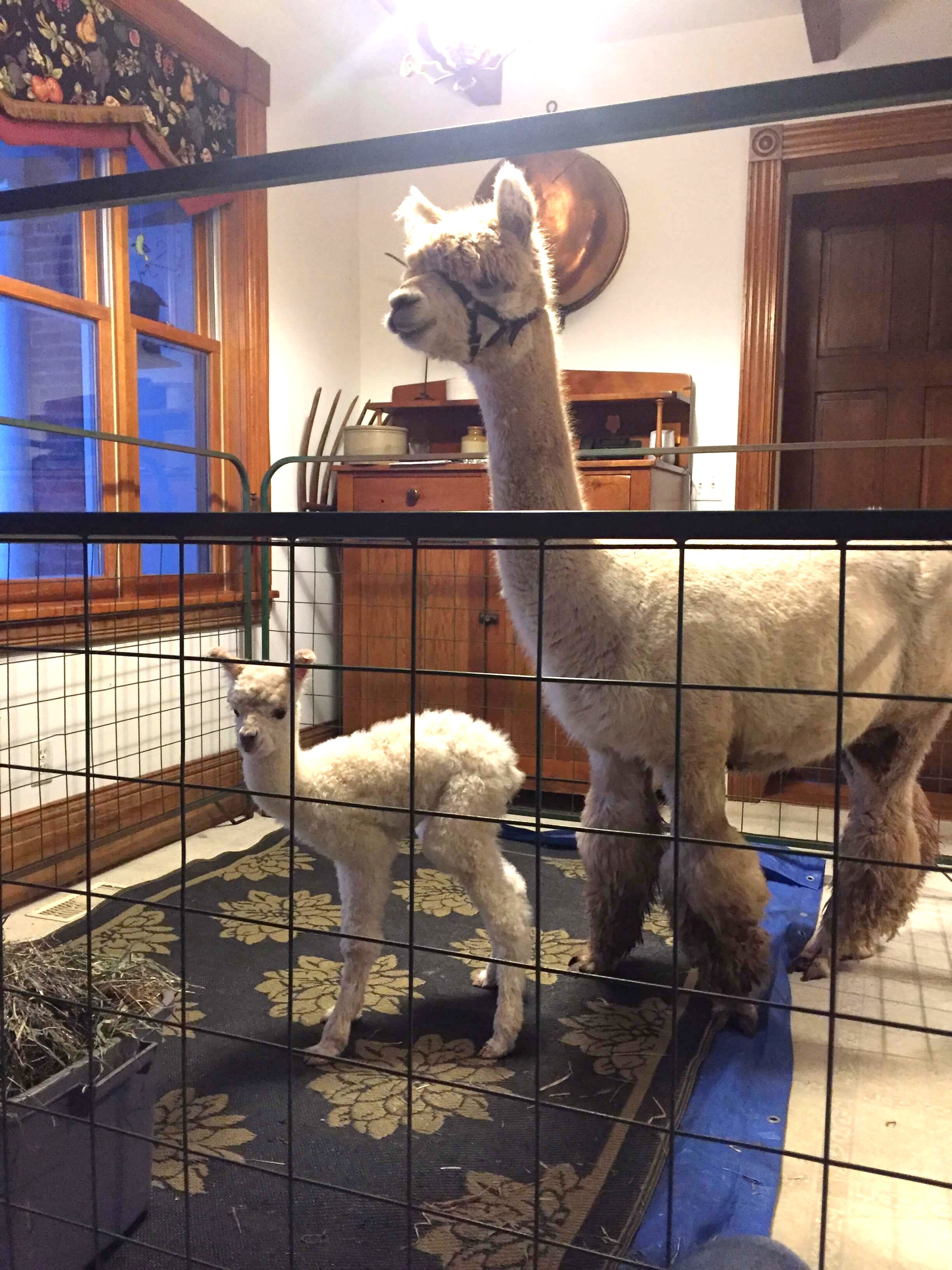 Two alpacas inside a wire enclosure in a room with wooden furniture and a window.