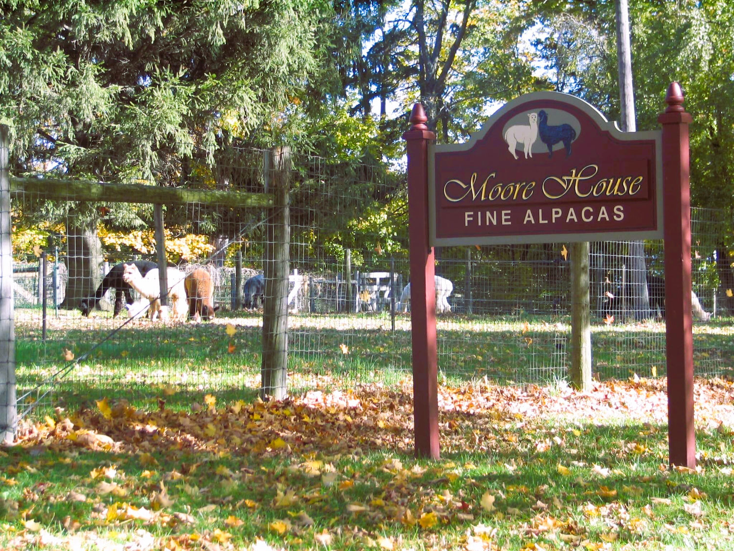 Sign for Moore House Fine Alpacas with alpacas in the background