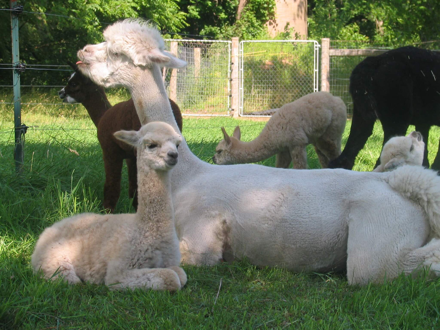 Alpacas in a grassy field with a fence and trees in the background