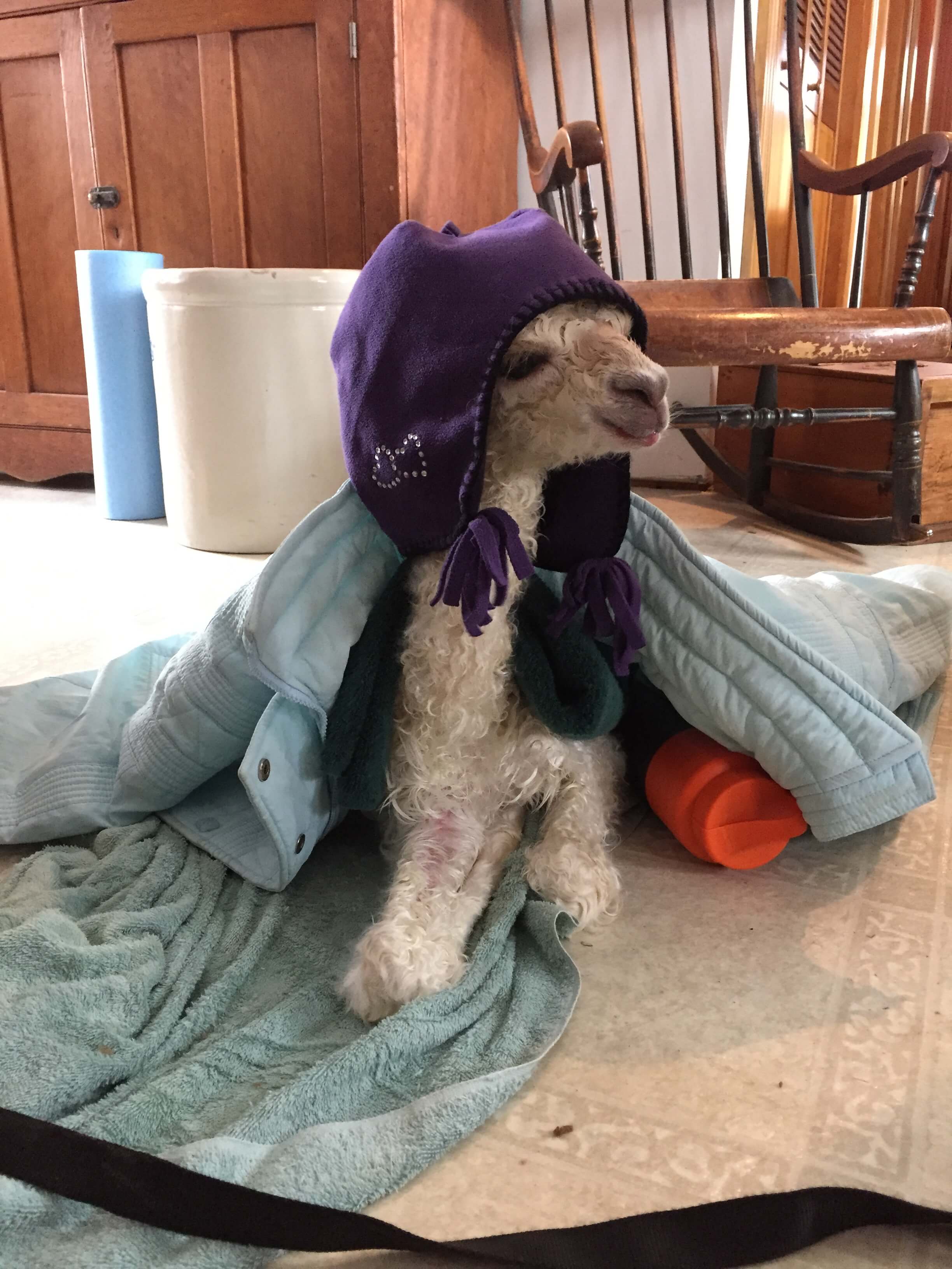 Newborn alpaca wearing a purple hat and blue blanket on a kitchen floor