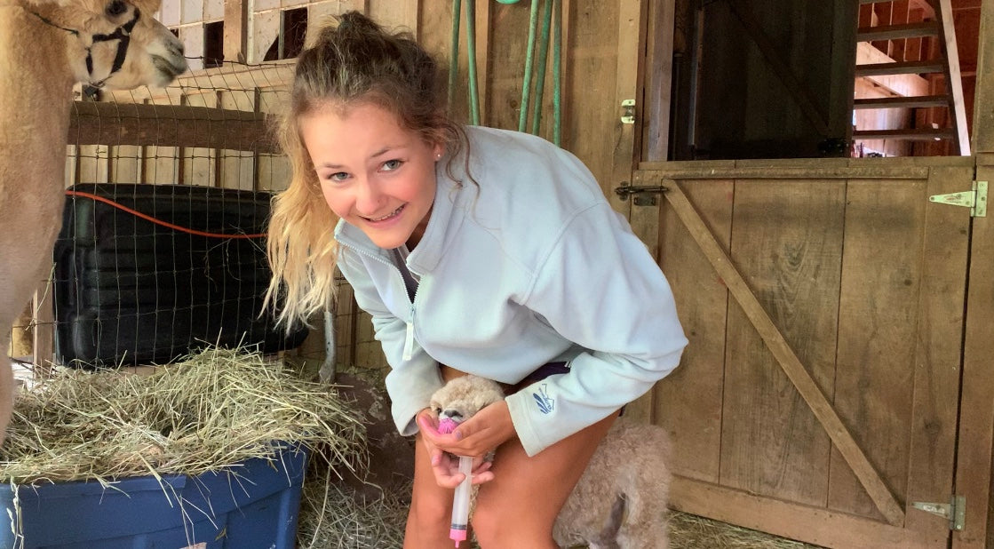 Woman in a white shirt with a baby alpaca in a barn setting