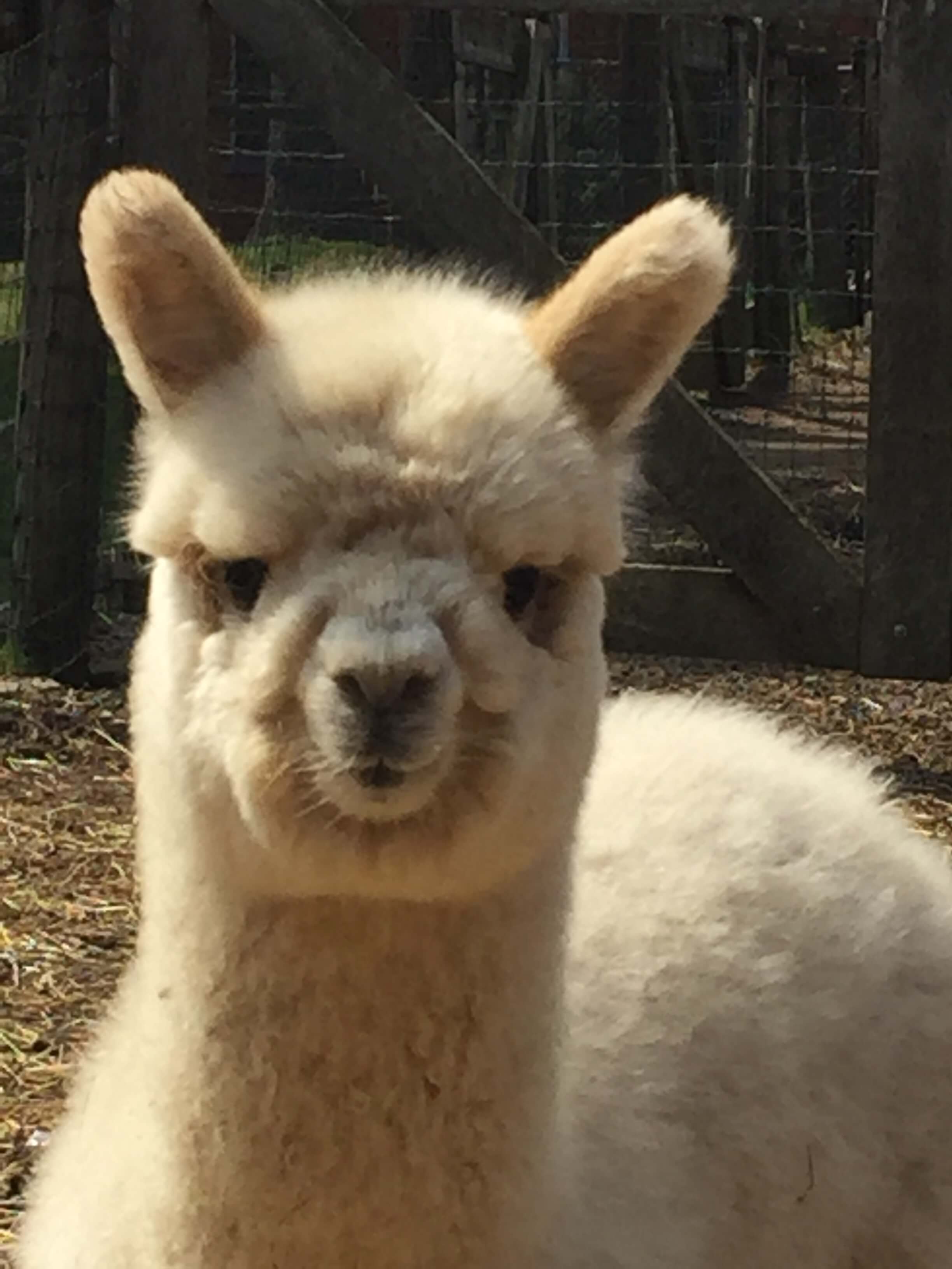 White baby alpaca in a fenced area with a neutral background