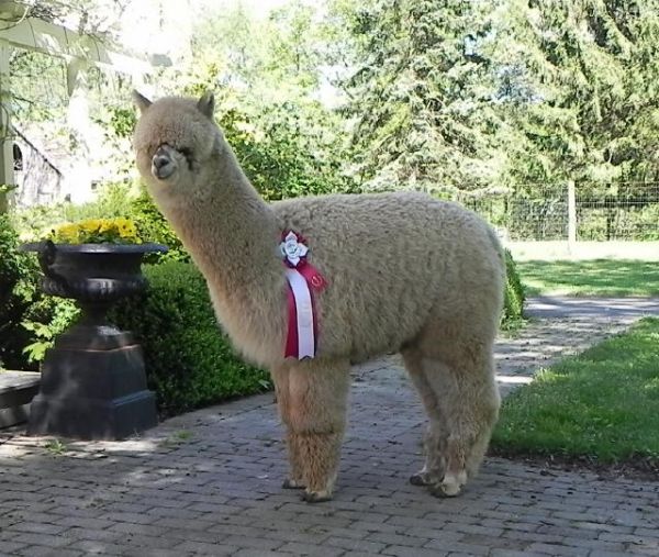 Marco